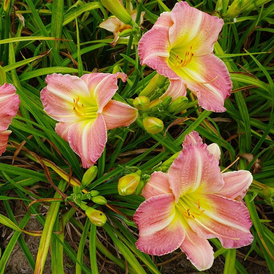 Daylily Flower Seeds 100 for Planting 100 - Flower for planting in home garden